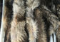 Ajuste desmontable grande de la capilla del mapache, cuello natural de la piel del abrigo del color  proveedor