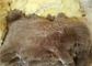 El pelo largo pare el acolchado de las lanas para la silla, amortiguador suave 45 x 45 cm del piso de la zalea proveedor