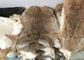Capa que alinea la densidad pesada mullida suave real de Rex de la piel entera del conejo para el invierno proveedor