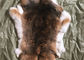Piel natural del conejo de Rex de la chinchilla, piel esquilada auténtica suave de la chaqueta de la piel del conejo proveedor