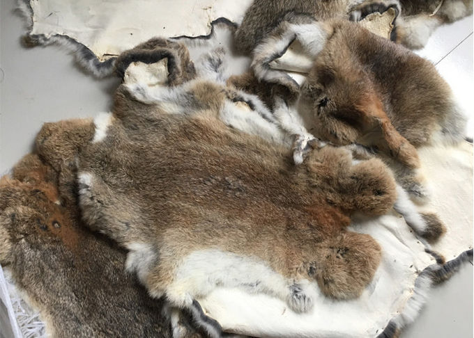Pelos mullidos bronceados amistosos de Eco de Rex de la piel real auténtica del conejo para la materia textil casera