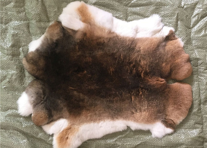 Piel natural del conejo de Rex de la chinchilla, piel esquilada auténtica suave de la chaqueta de la piel del conejo