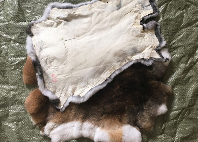 Piel bronceada amistosa del conejo de Eco Rex 1.5-3 longitudes de la piel del cm para la materia textil/las almohadas caseras