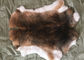 la piel del conejo de los 30*40cm Rex pela la suavidad caliente, piel de Rex de la chinchilla con color natural/teñido proveedor